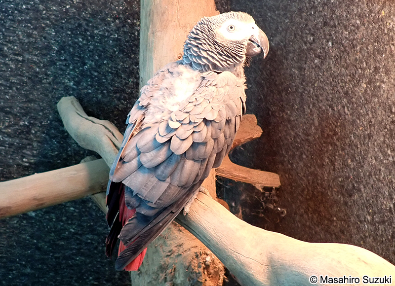 ヨウム Psittacus erithacus