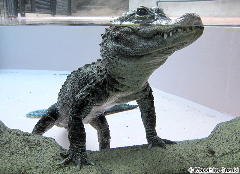 ヨウスコウワニ Alligator sinensis