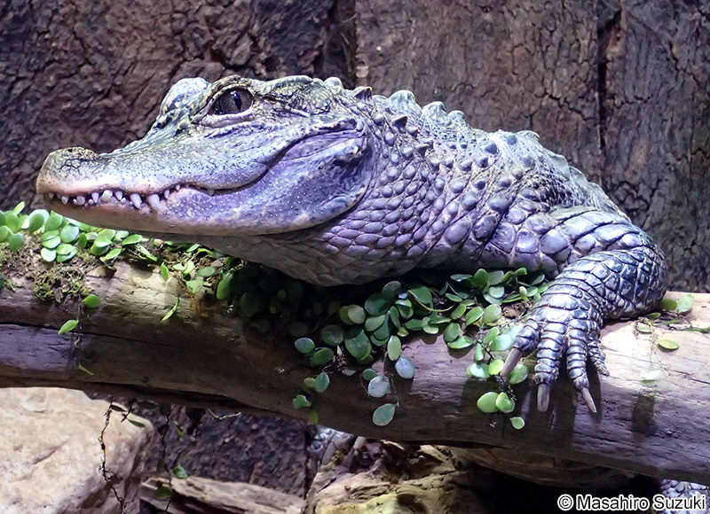ヨウスコウワニ Alligator sinensis