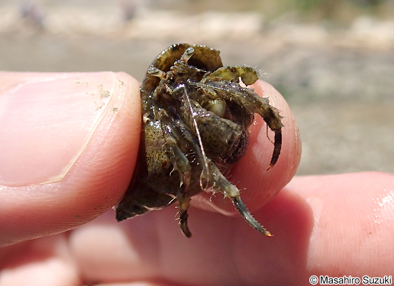 ユビナガホンヤドカリ Pagurus minutus