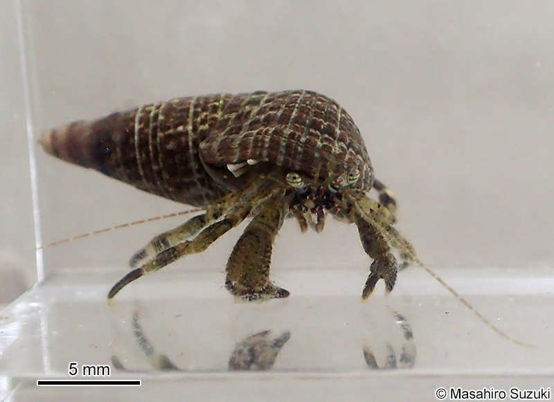 ユビナガホンヤドカリ Pagurus minutus