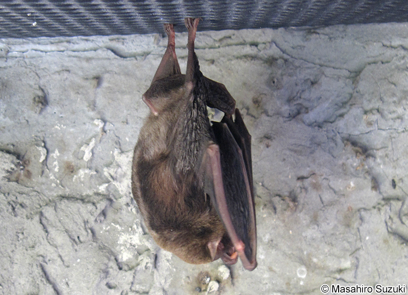 ユビナガコウモリ Miniopterus fuliginosus