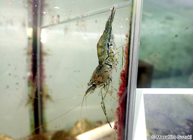 ユビナガスジエビ Palaemon macrodactylus