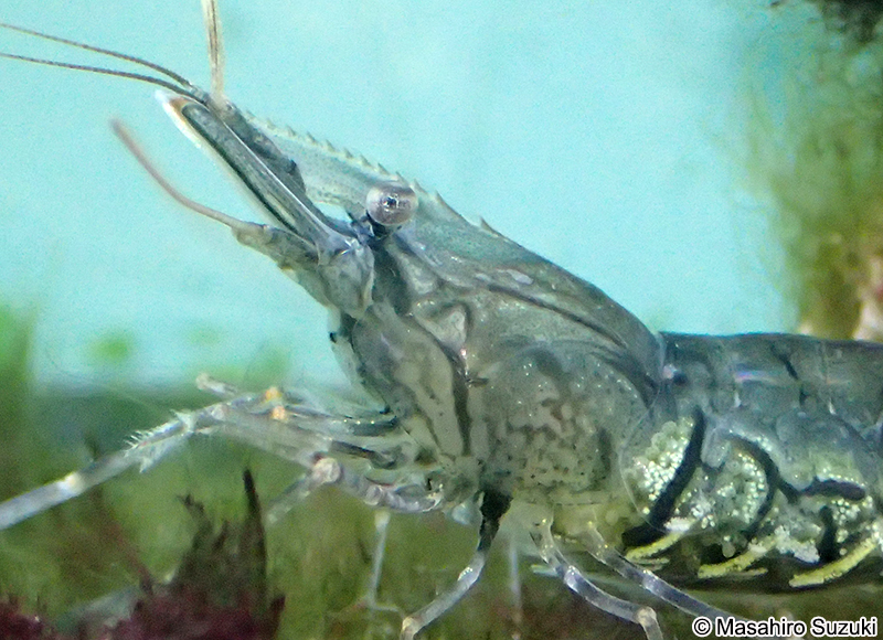 ユビナガスジエビ Palaemon macrodactylus