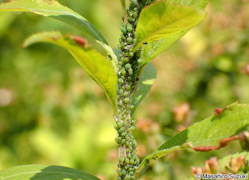 ユキヤナギアブラムシ Aphis spiraecola