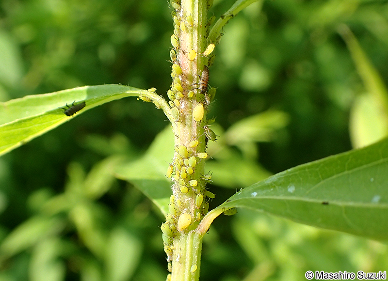 ユキヤナギアブラムシ Aphis spiraecola