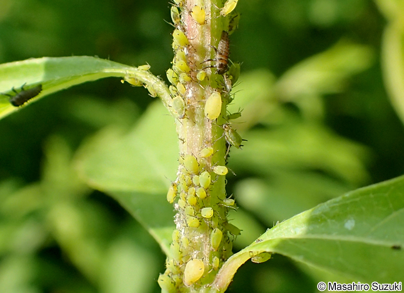 ユキヤナギアブラムシ Aphis spiraecola