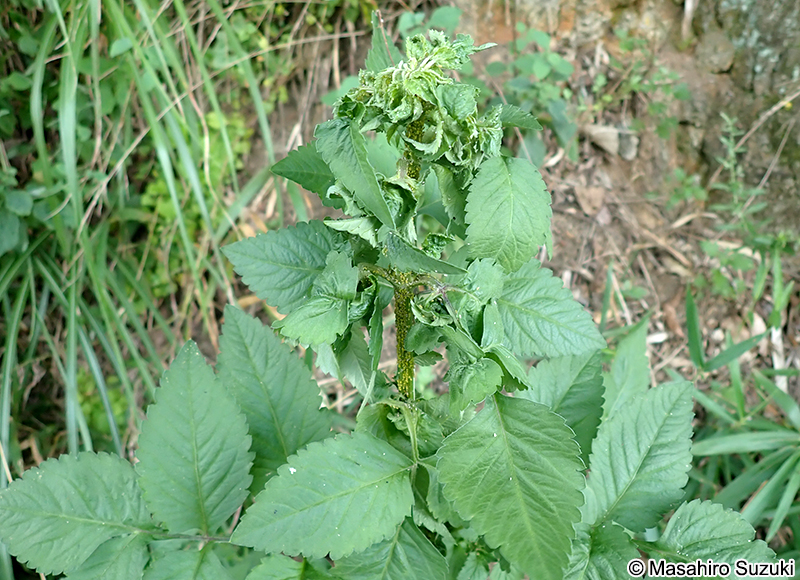 ユキヤナギアブラムシ Aphis spiraecola