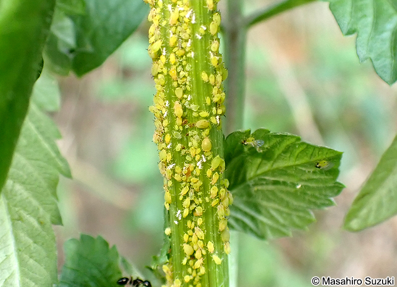 ユキヤナギアブラムシ Aphis spiraecola