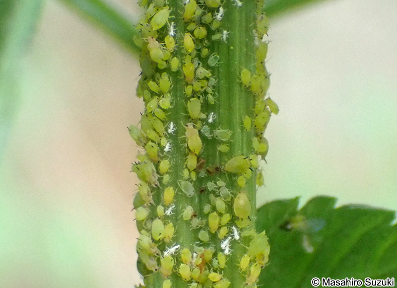 ユキヤナギアブラムシ Aphis spiraecola