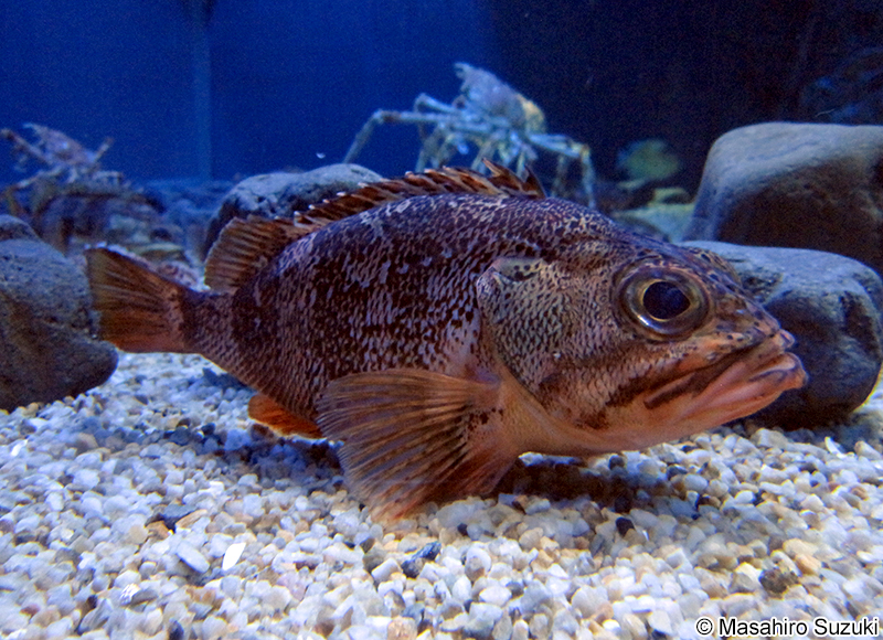 ユメカサゴ Helicolenus hilgendorfi