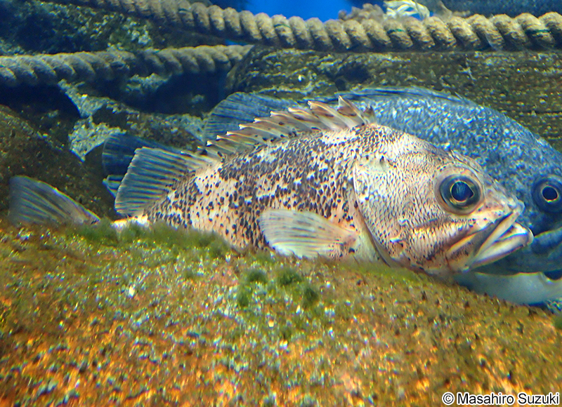 ユメカサゴ Helicolenus hilgendorfi