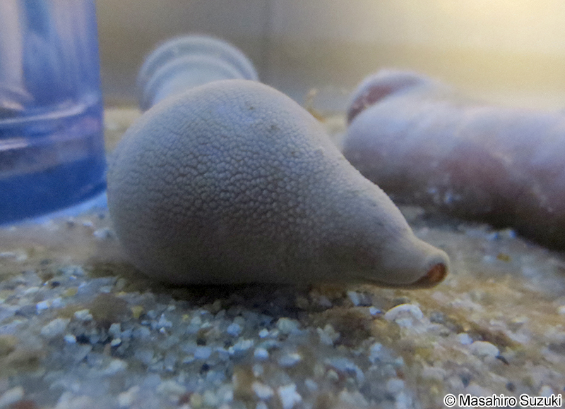 ユムシ Urechis unicinctus