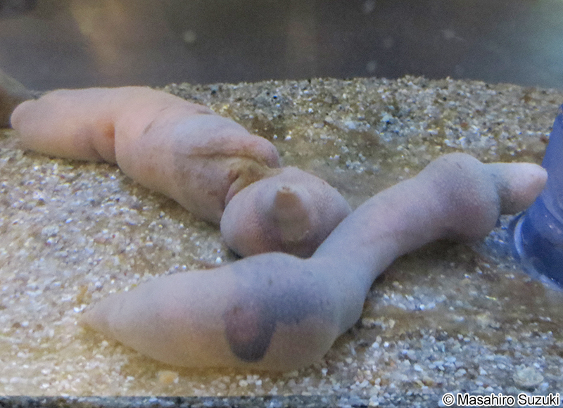 ユムシ Urechis unicinctus