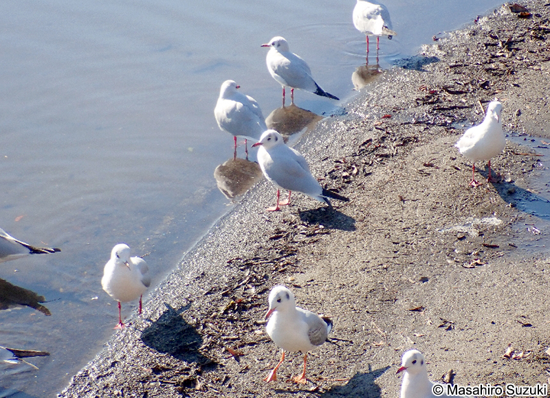 ユリカモメ Chroicocephalus ridibundus