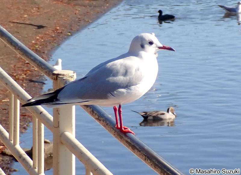 ユリカモメ Chroicocephalus ridibundus