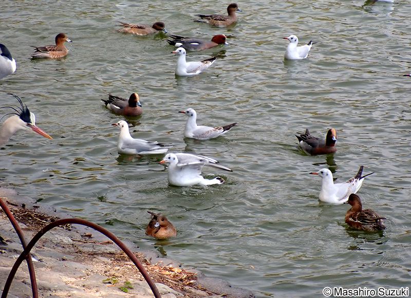 ユリカモメ Chroicocephalus ridibundus