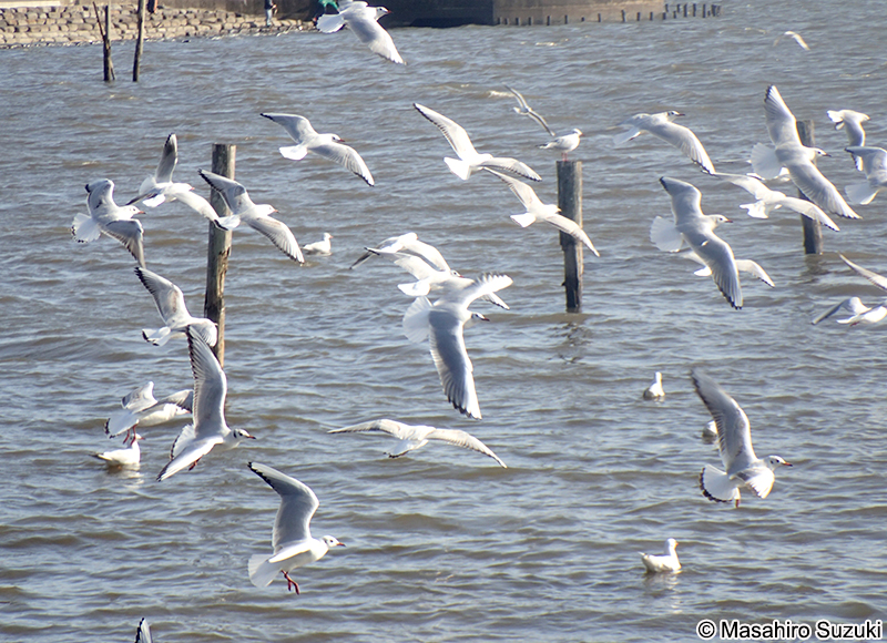 ユリカモメ Chroicocephalus ridibundus