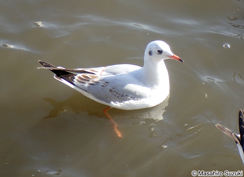 ユリカモメ Chroicocephalus ridibundus