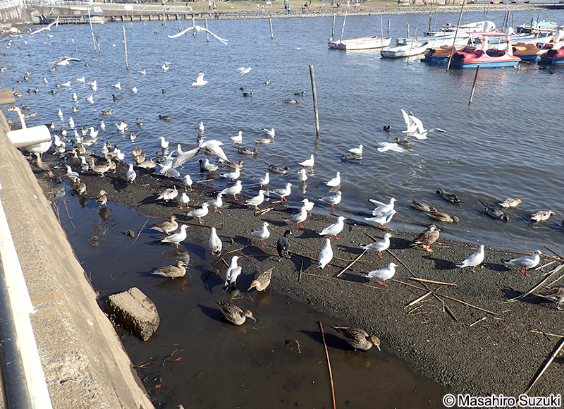 ユリカモメ Chroicocephalus ridibundus