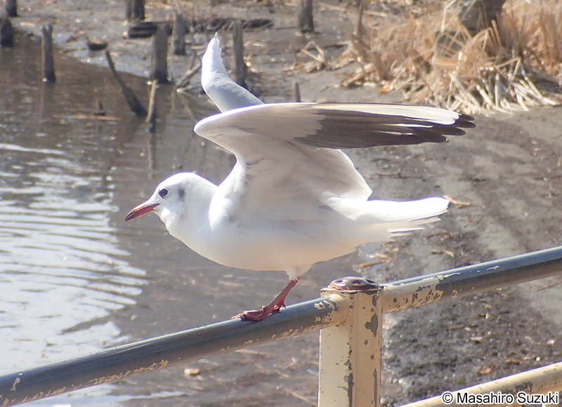 ユリカモメ Chroicocephalus ridibundus