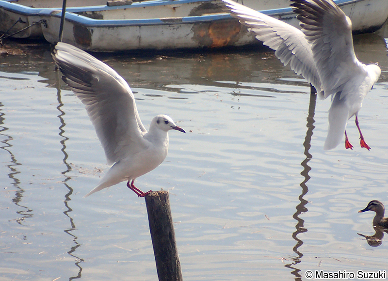 ユリカモメ Chroicocephalus ridibundus