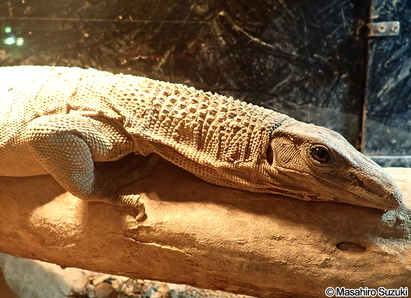 ザラクビオオトカゲ Varanus rudicollis