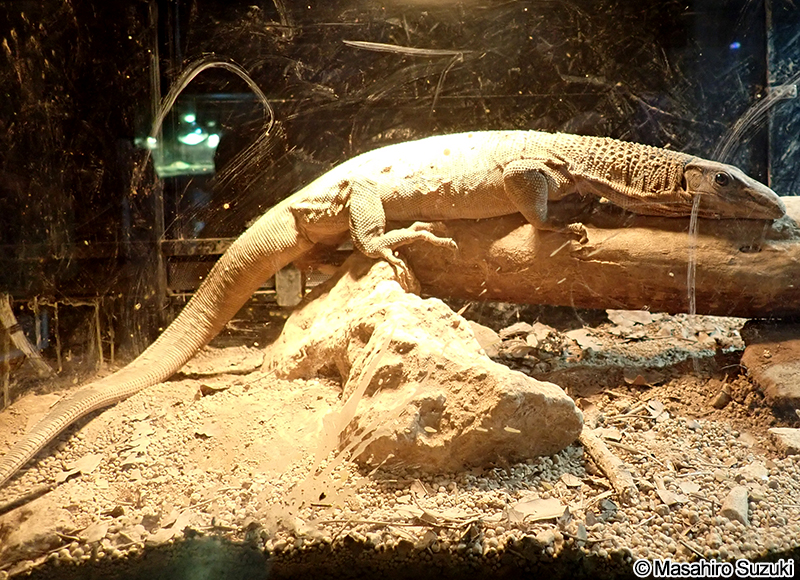 ザラクビオオトカゲ Varanus rudicollis