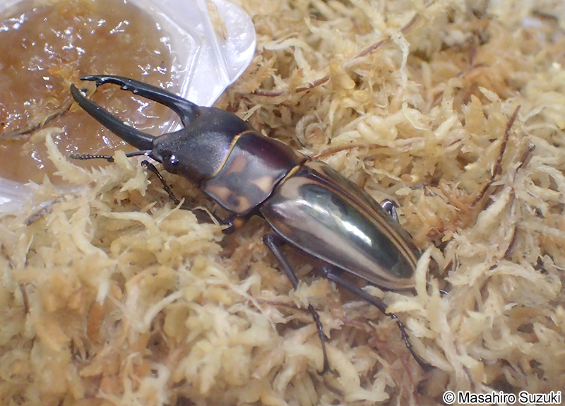 ゼブラノコギリクワガタ Prosopocoilus zebra