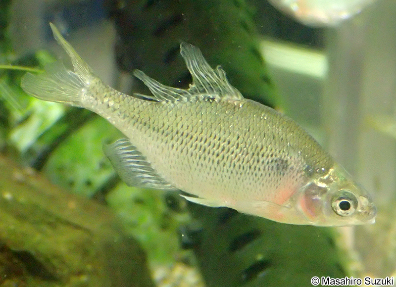 ゼニタナゴ Acheilognathus typus