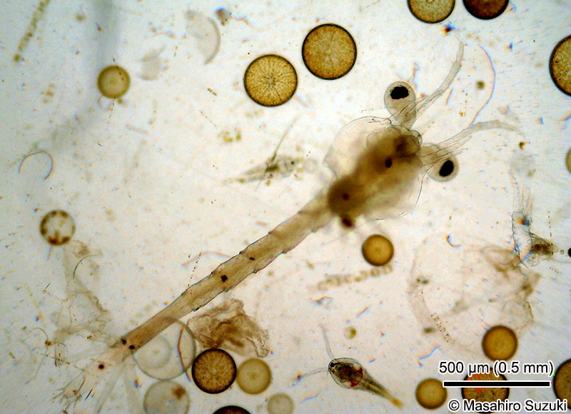 ゾエア幼生 Zoea larva