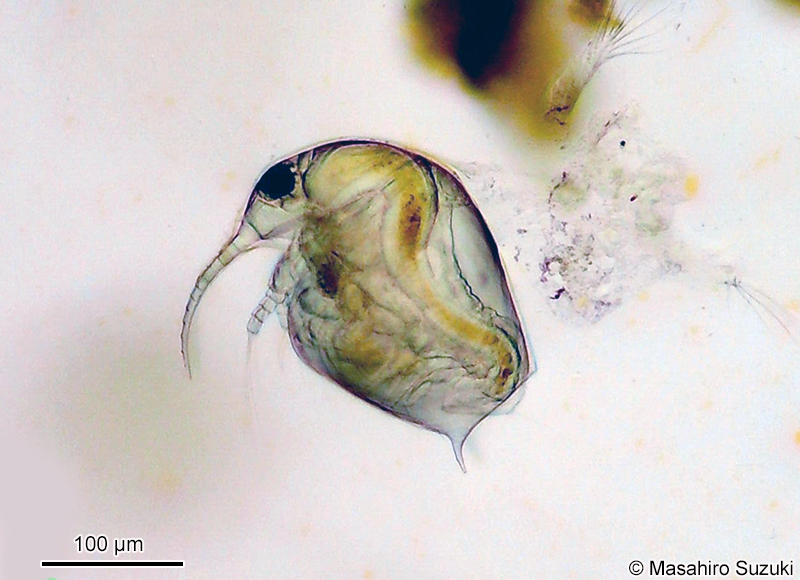 ゾウミジンコ Bosmina