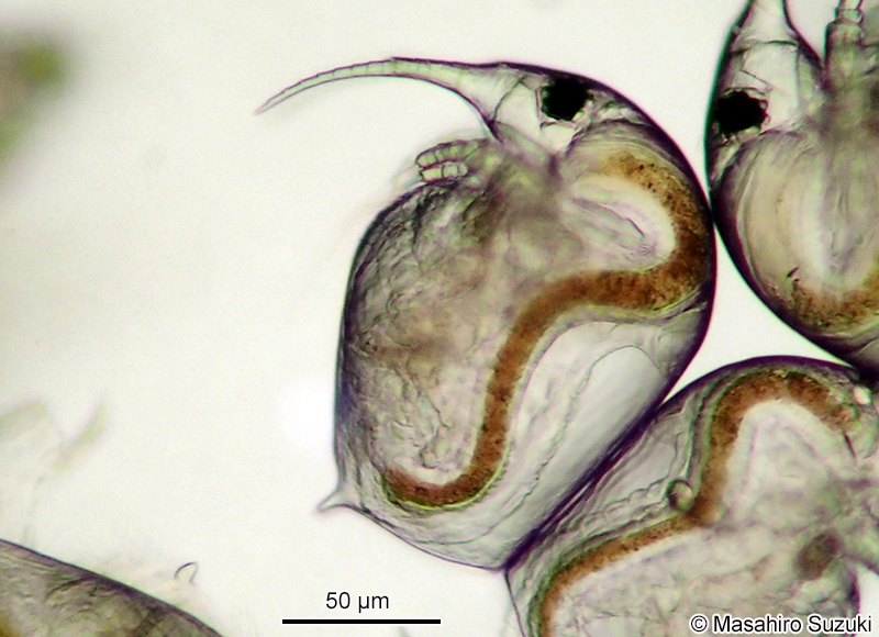 ゾウミジンコ Bosmina