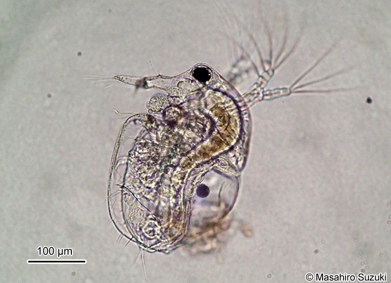 ゾウミジンコモドキ Bosminopsis deitersi