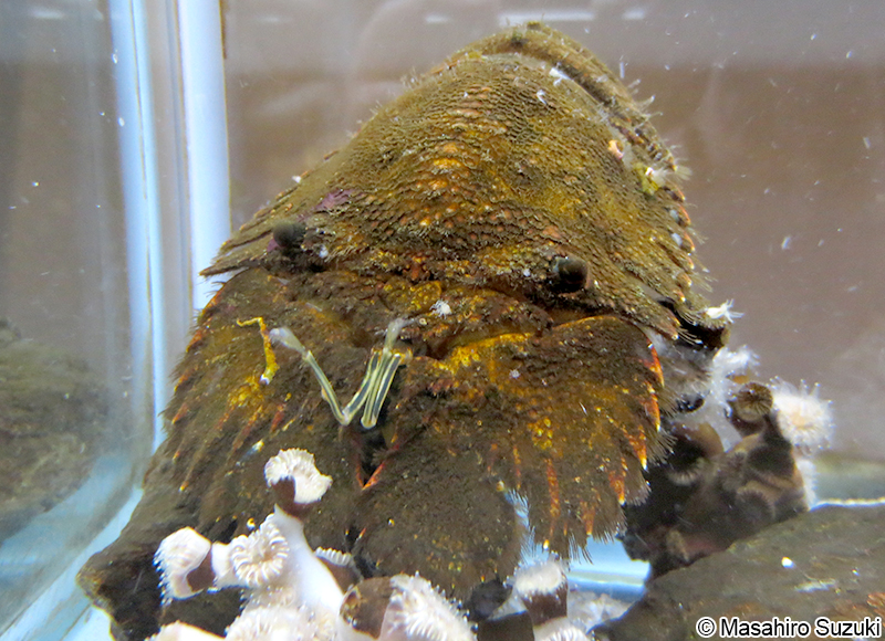 ゾウリエビ Parribacus japonicus