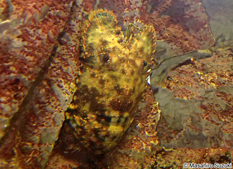 ゾウリエビ Parribacus japonicus