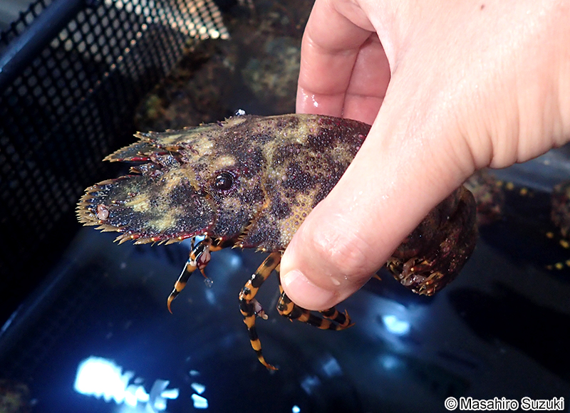 ゾウリエビ Parribacus japonicus