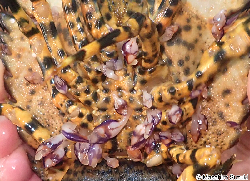 ムラサキハダカエボシ Paralepas quadrata