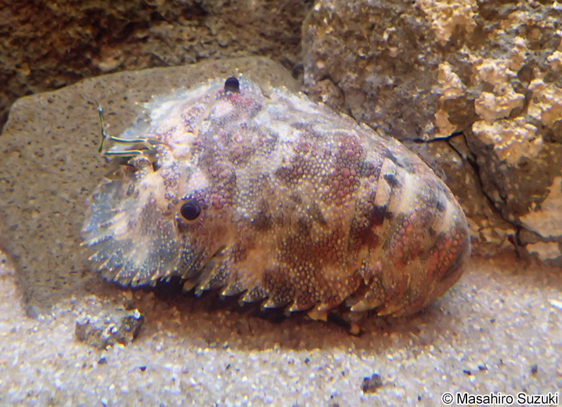 ゾウリエビ Parribacus japonicus