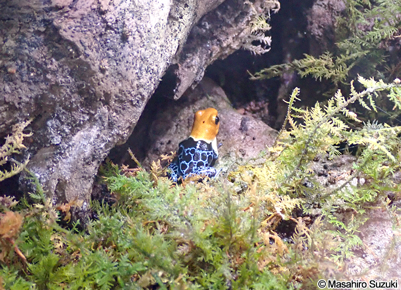 ズアカヤドクガエル Ranitomeya fantastica