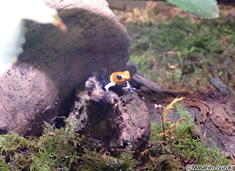 ズアカヤドクガエル Ranitomeya fantastica