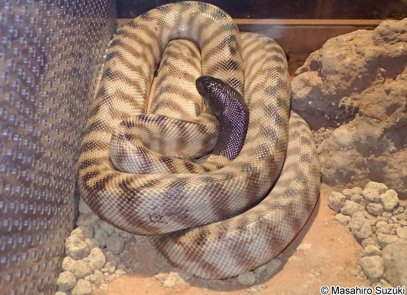ズグロニシキヘビ Aspidites melanocephalus