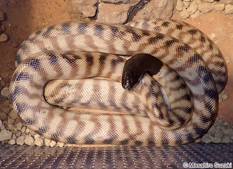 ズグロニシキヘビ Aspidites melanocephalus