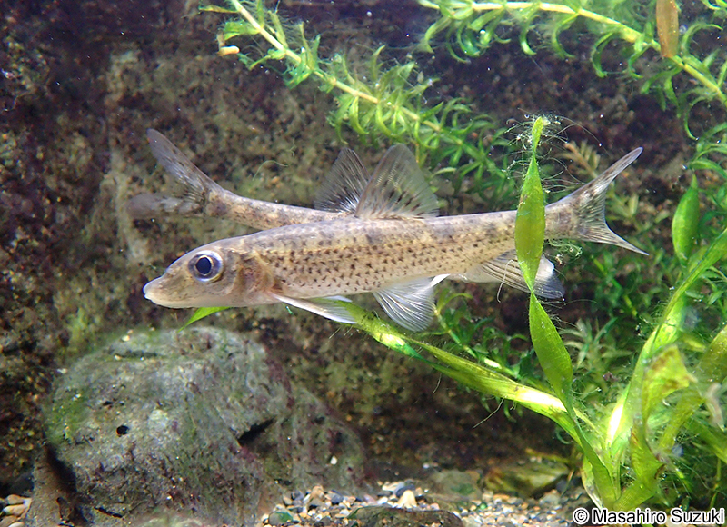 ズナガニゴイ Hemibarbus longirostris