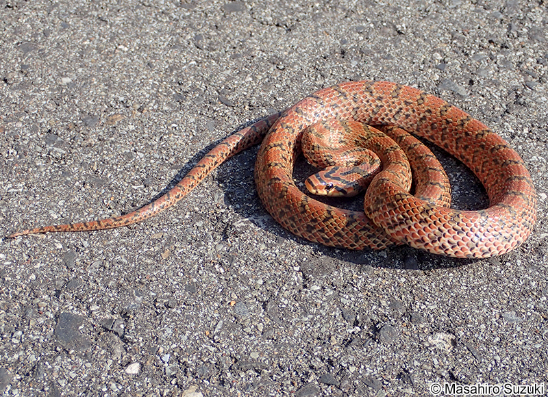 ジムグリ Euprepiophis conspicillata