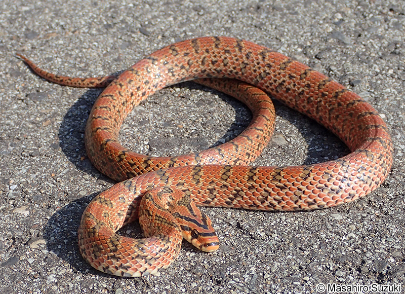 ジムグリ Euprepiophis conspicillata