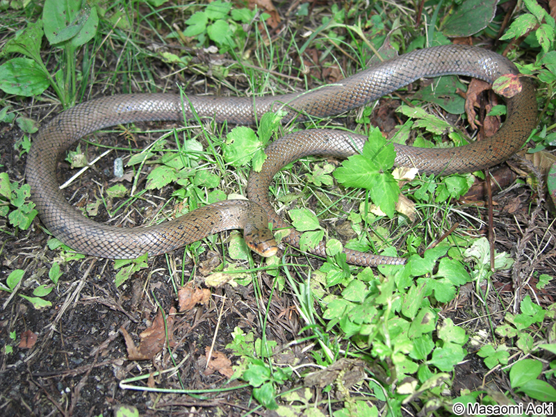 ジムグリ Euprepiophis conspicillata