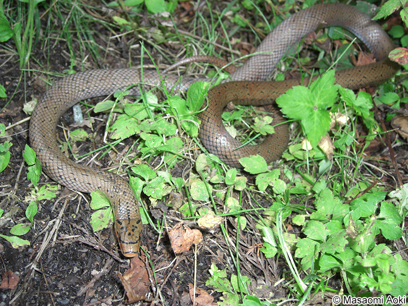 ジムグリ Euprepiophis conspicillata