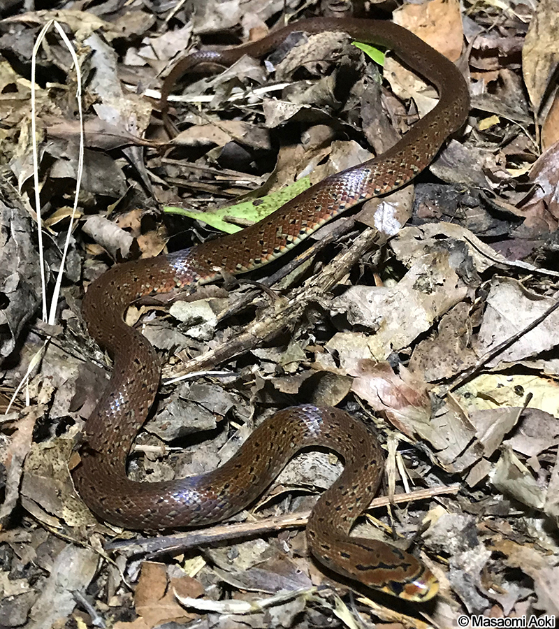 ジムグリ Euprepiophis conspicillata