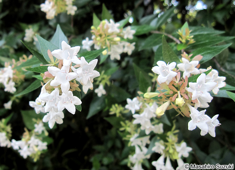 アベリア（ハナゾノツクバネウツギ） Abelia x grandiflora